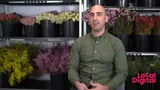 Video testimonial: Avi Pollak, Pearson's Florist