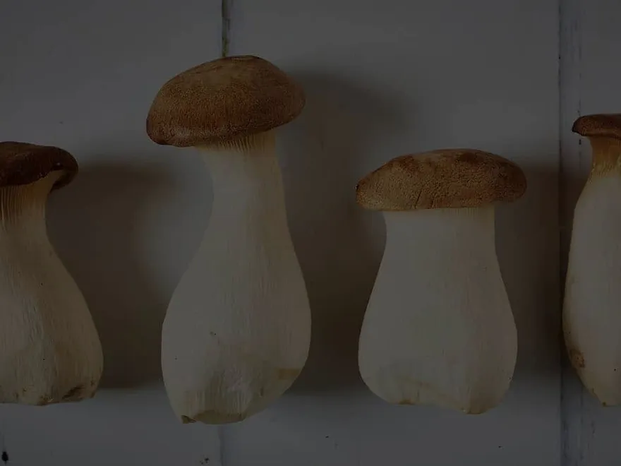 Four king oyster mushrooms grown by Little Acre