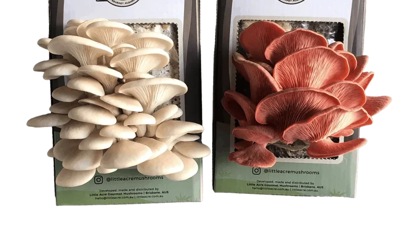 Little Acre's grow kits: the product behind terms like mushroom grow kit, which the site couldn't be found for.